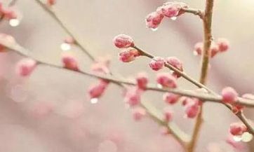 白羊座男生的优缺点