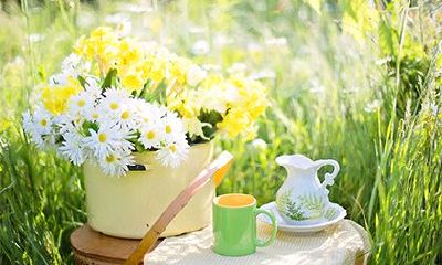 2023癸卯年农历一月出生的兔宝宝什么命运？运势好吗