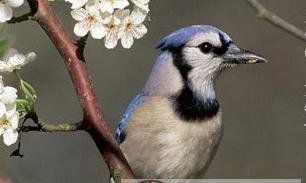 2014年生肖鼠旅游撞运指南