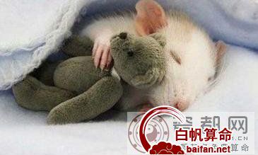 马年冲太岁的生肖鼠该怎样度过2014