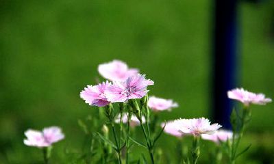 生肖属马2019年的财运好不好？该怎么增加财运？