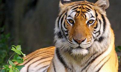 2022年是寡妇年吗？2022年最旺最顺的生肖