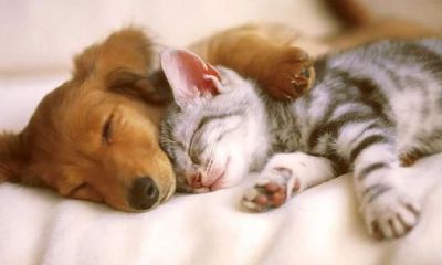 周公解梦：梦到爱的人