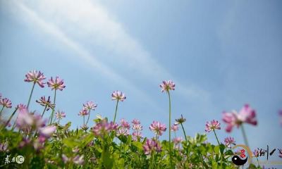 日干“没根”有什么八字命理特性？