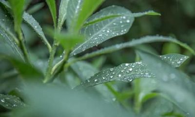 春分节气要注意什么？春分节气吃什么好？