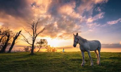 属马未来三个月运势如何 属马的2023年多少岁了