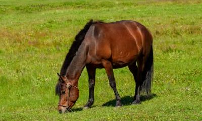 生肖属马的人在2023年会有喜事发生吗？是什么事？