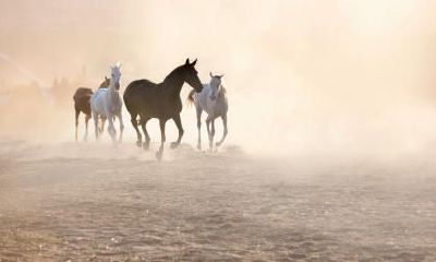 1990年属马转折点在哪一年？几几年会转运？