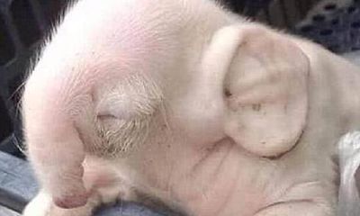 农村老人说的“牛生麟麟猪生象”代表什么意思？