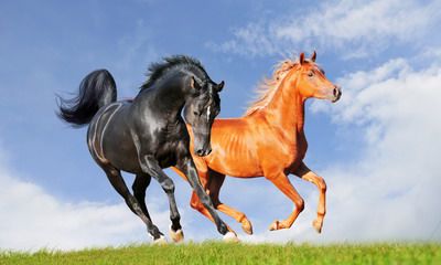 属马的人2022年结婚好不好？为什么属马的不能嫁马？