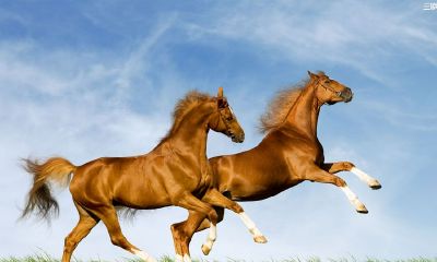 2002年属马的人2020年运势及运程大全解析