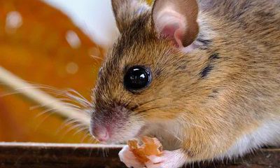 2022虎年农历九月属鼠人最详细的运势！