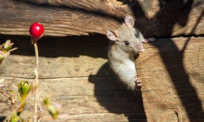 2022年属鼠虚岁多少？2022年属鼠人的全年运势男