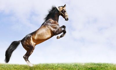 属马的结婚大利月是几月2022？婚姻状况怎么样？