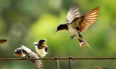 梦到捡到一只小燕子