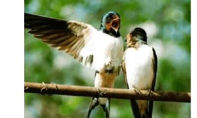 心理测试：三只燕子，哪一只带来好运气？测你2020年是什么转折点