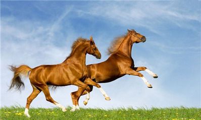 2022年78年出生的45岁属马人的财运运势，属马忌讳做什么生意？