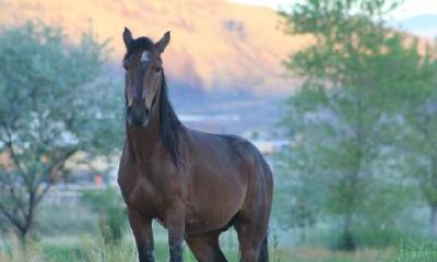 1978年属马二次婚姻在几岁？78年属马人几岁最难熬？