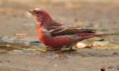 梦到一只红鸟在房顶彷徨