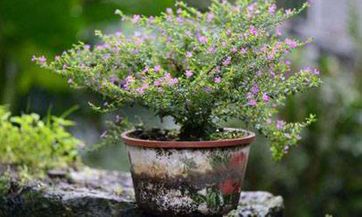 从周三开始 这四大星座运势如虹 会找到人生的意义