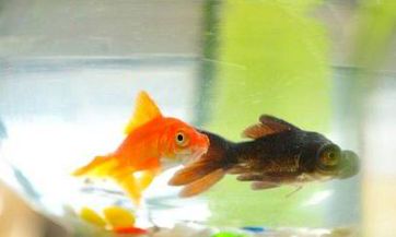 梦见火车怎么回事 梦见火车有什么预兆