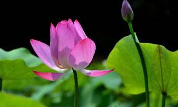 梦见桌球 撞球怎么回事 梦见桌球 撞球有什么预兆