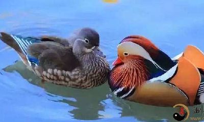 梦到一只深蓝色的鸳鸯戏水