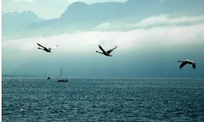 这3大星座性格冷，但处事高明，才智过人，注定无法成为弱者