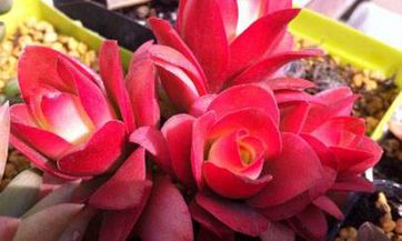 2023年生肖运势运程吉祥 生肖运势测算