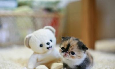 姓越女孩有寓意的名字大全