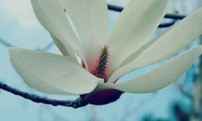 姓寇女孩有寓意的名字大全