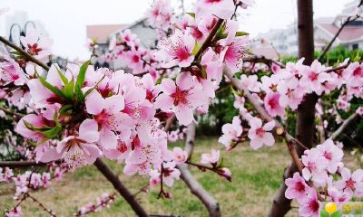 2019猪年冬至生的女宝宝五行缺土要如何起名字