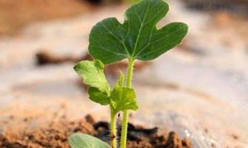 十赌九赢的生肖