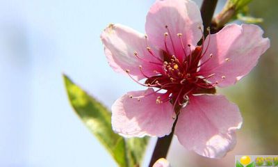 2019猪年冬至出生女宝宝缺火要起起什么名字