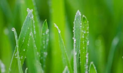 2020年9月7日白露日子适合结婚吗？结婚吉日怎么选择？