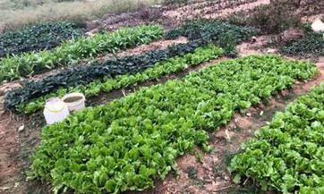 当春天到来 桃花降临 会凤凰于飞 情意绵绵的四大生肖