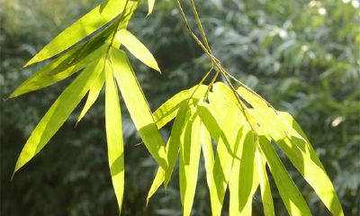 《周易》八种运程占辞的溶解与合观