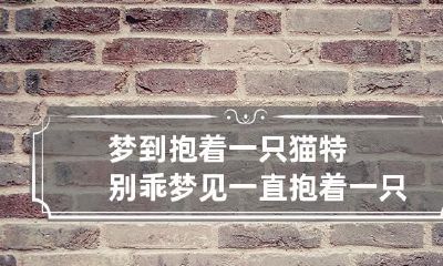 梦到抱着一只猫特别乖 梦见一直抱着一只特别乖的小猫