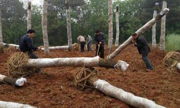 2023年雨水时间 2023年雨水时节气时间