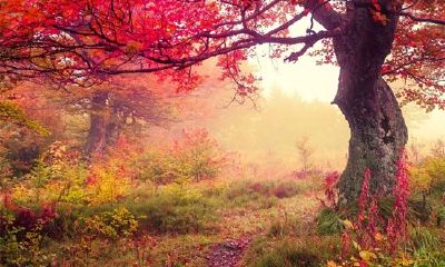 姓索女孩有寓意的名字大全