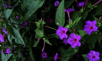 公历2019年3月25号午时出生的女宝宝如何起名，宜用字是什么