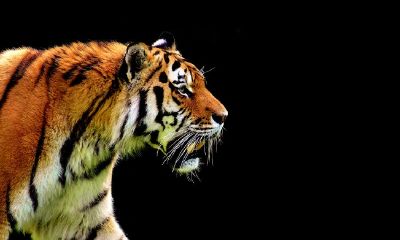 2022年是金虎年吗，属虎人本命年需要注意什么？