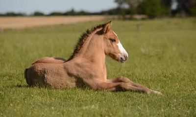 2023年属马要出大事吗？会有牢狱之灾？