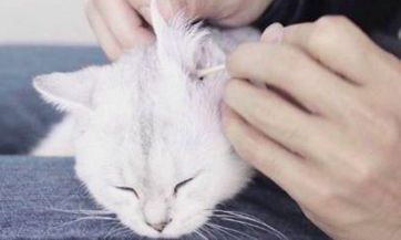 白羊座女生的性格缺点