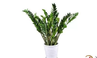 你的生肖养什么植物最旺你？