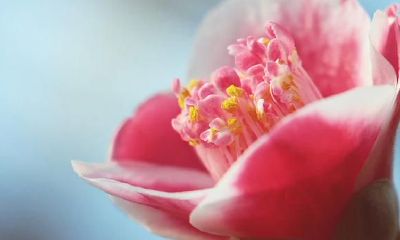 处女座2021年运程详细说明，事业运增涨，把握机会，作出优异成绩