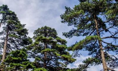 重阳节又叫什么节？九月初九重阳节这天为什么要登高？