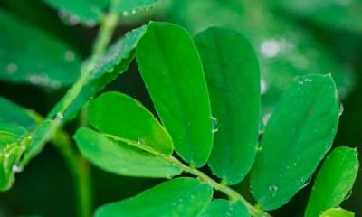 寒露节气的特点，有什么吉祥寓意？