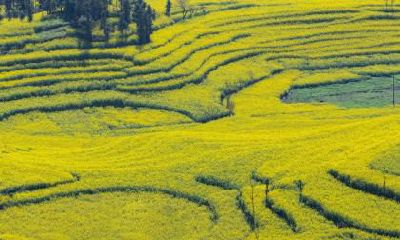 2022年8月份虎宝宝五行属什么，属虎的人取什么名字好