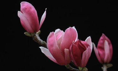 紫微斗数--天钺星